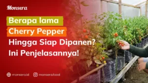 Berapa lama Cherry Pepper Hingga Siap Dipanen? Ini Penjelasannya!