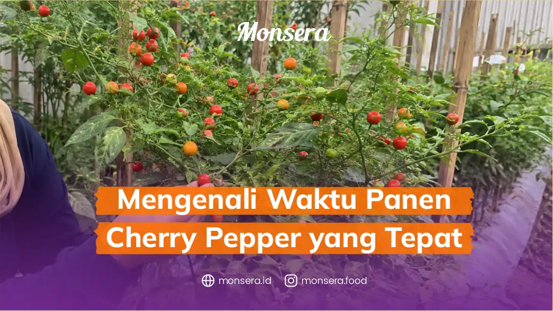 Mengenali Waktu Panen Cherry Pepper yang Tepat