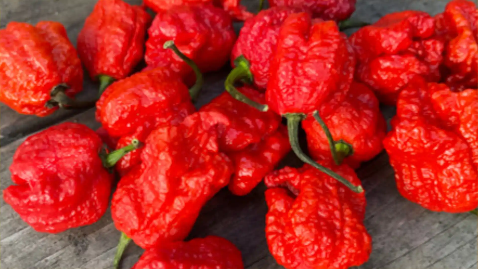 Sambal Geprek Monsera