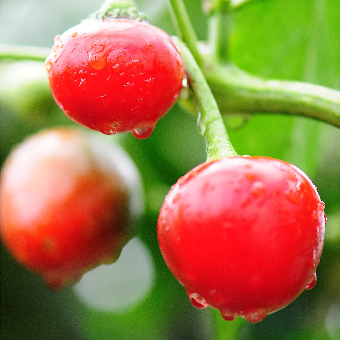 Cara Menikmati Cherry Peppers Pedas