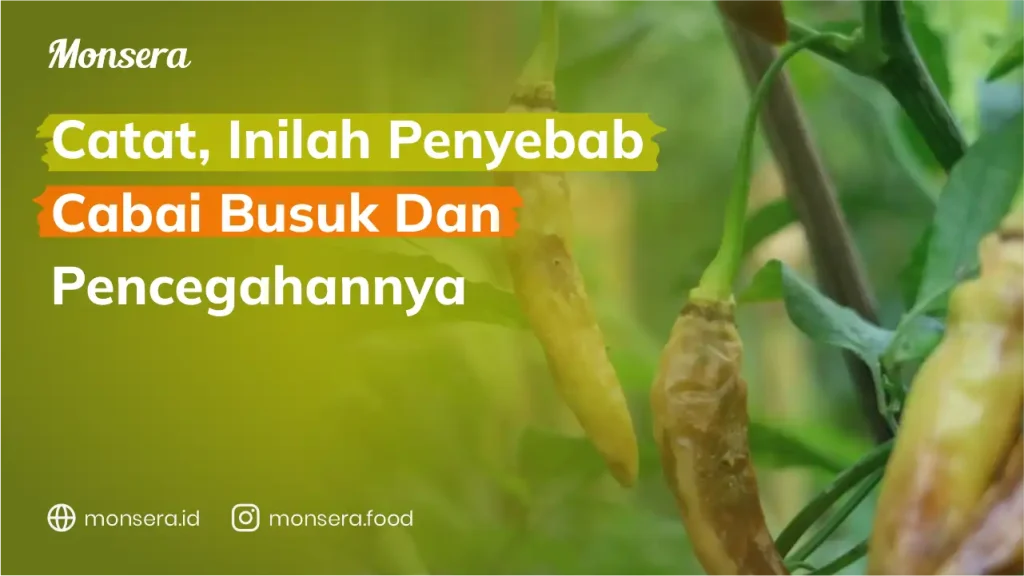 Catat, Inilah Penyebab Cabai Busuk Dan Pencegahannya