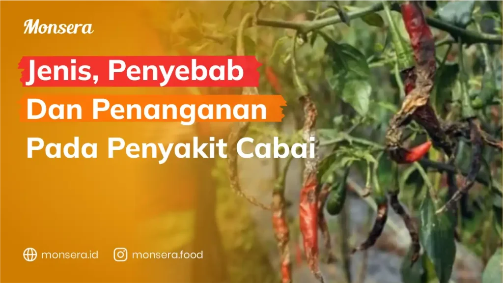 Jenis, Penyebab Dan Penanganan Pada Penyakit Cabai
