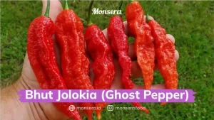 Bhut Jolokia (Ghost Pepper)