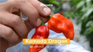 Komodo Dragon