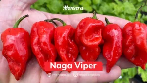 Naga Viper