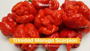 Trinidad Moruga Scorpion