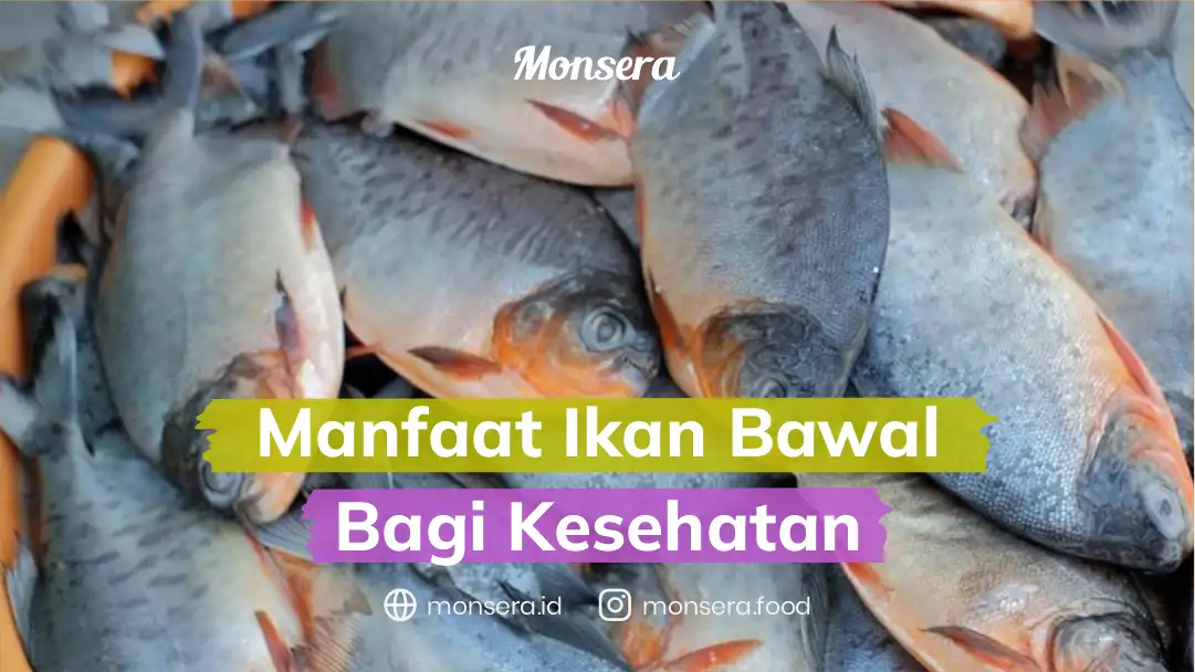Manfaat Ikan Bawal Bagi Kesehatan