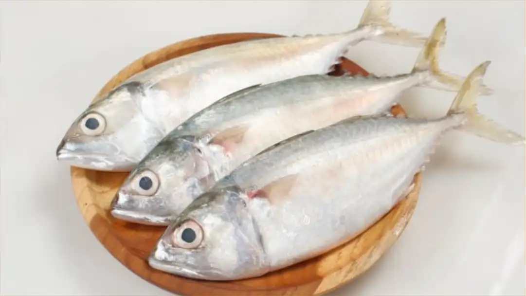 Manfaat Ikan Kembung Untuk Kesehatan
