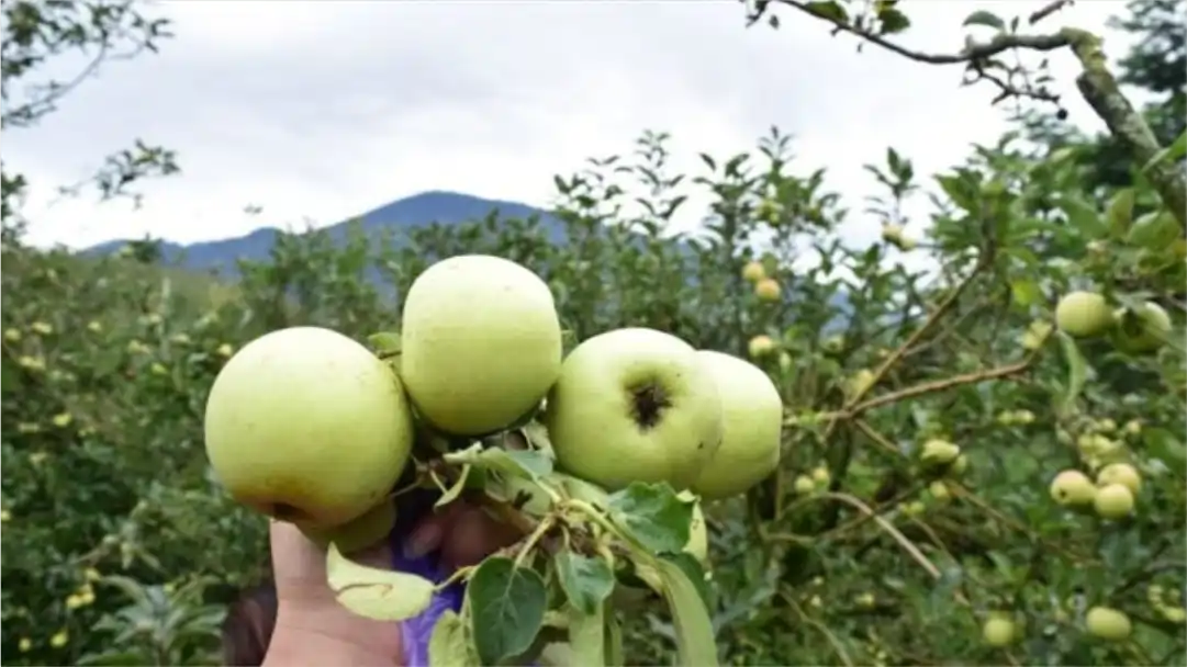 Buah-Buahan Segar