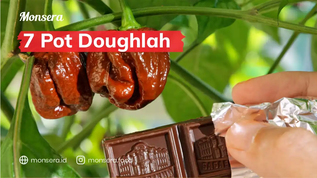 7 Pot Doughlah