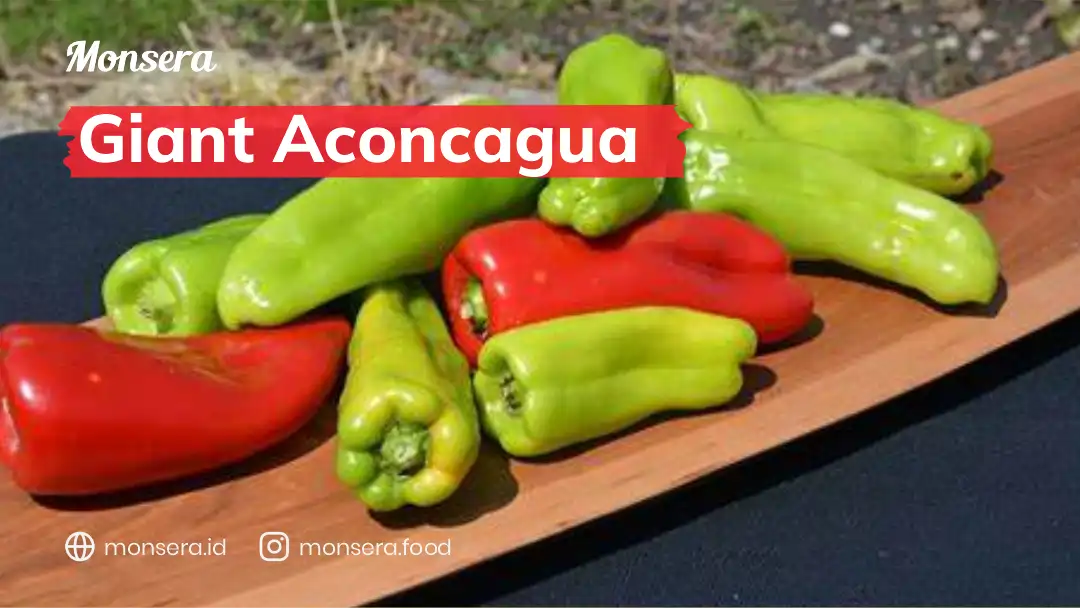 Giant Aconcagua Pepper