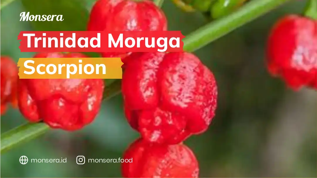Trinidad Moruga Scorpion